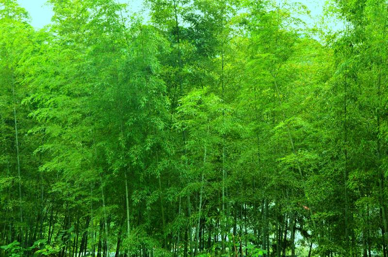 河南有山有水4a景区青天河,河南哪里有山有水有竹林