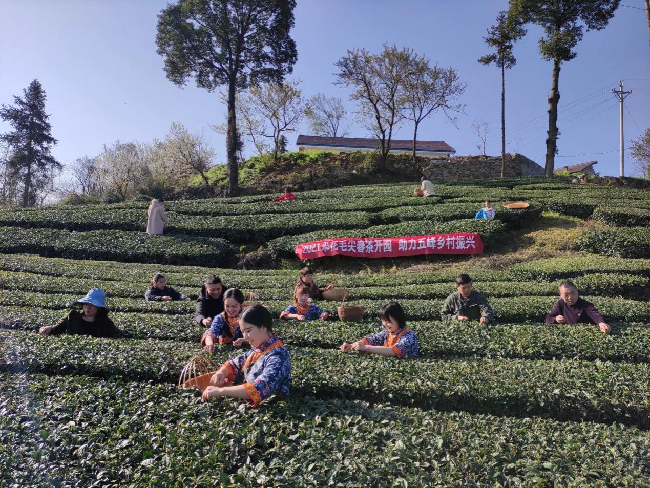 春茶采摘乡村振兴,五峰春茶开园节成功举办