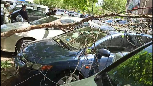 城市园林树砸坏车辆赔偿案例,小区树砸到车如何赔付