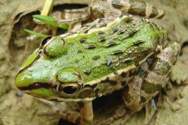 养蛙技术指南青蛙的养殖方法,青蛙养殖一亩一年收益是多少