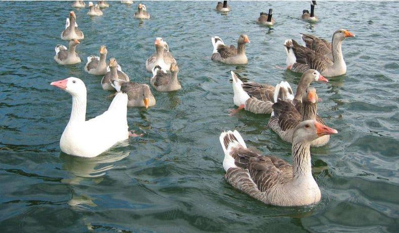 鸭养殖有什么疾病预防,鸭病防治知识及方法