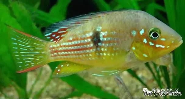 食土鲷一般多大尺寸,食土鲷哪个品种小一点