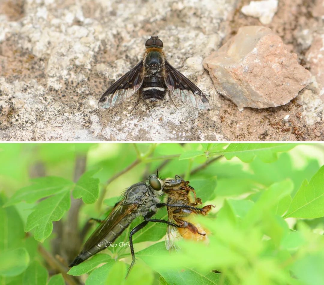 野外郊游怎样防蚊虫叮咬,夏季虫子叮咬科普视频