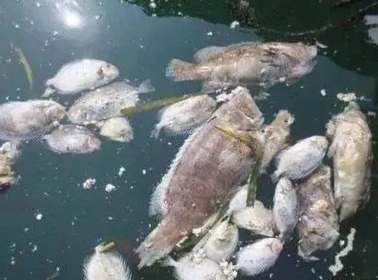 石斑鱼怎么预防死亡,石斑鱼常见疾病及防治