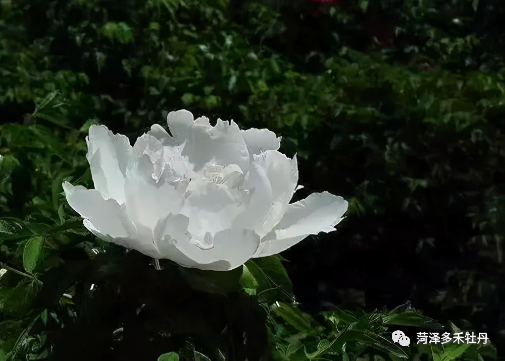牡丹品种水晶黄,昆山夜光牡丹晚上的样子