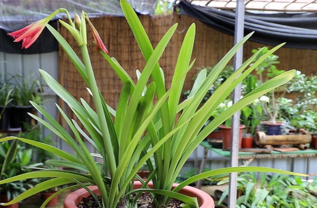 朱顶红叶子烂了怎么补救,朱顶红叶子一直长不开怎么办