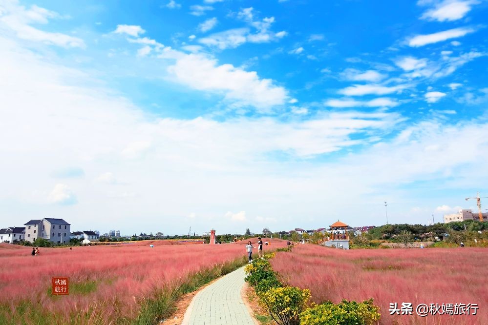 常熟粉黛花海景点,常熟市油菜花田