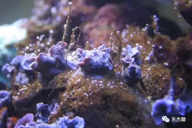 海水鱼缸藻类爆发怎么治,海水鱼缸的菌怎么处理