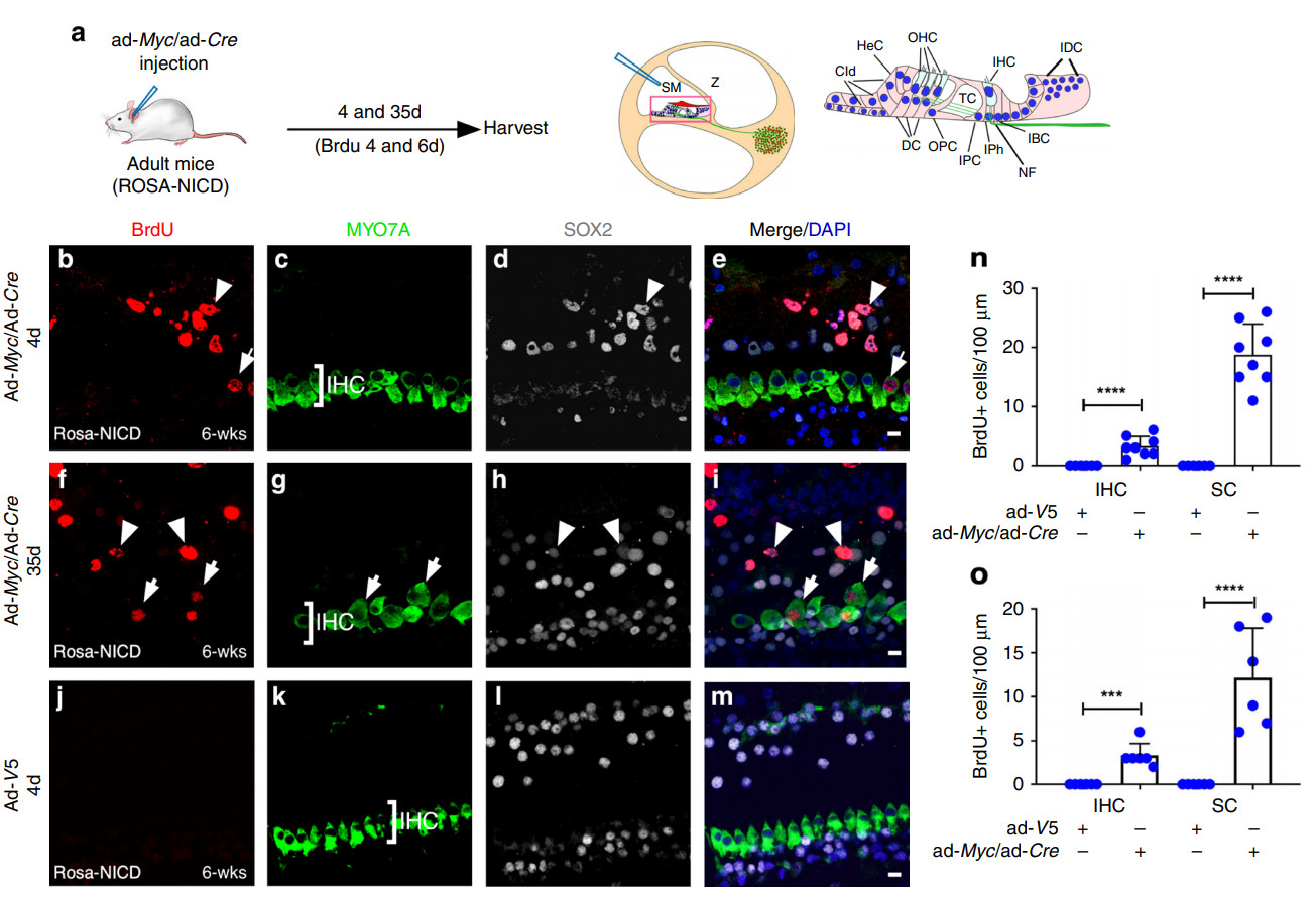 上海市治耳失聪最权威的医院,复旦耳鼻喉科先天性失聪