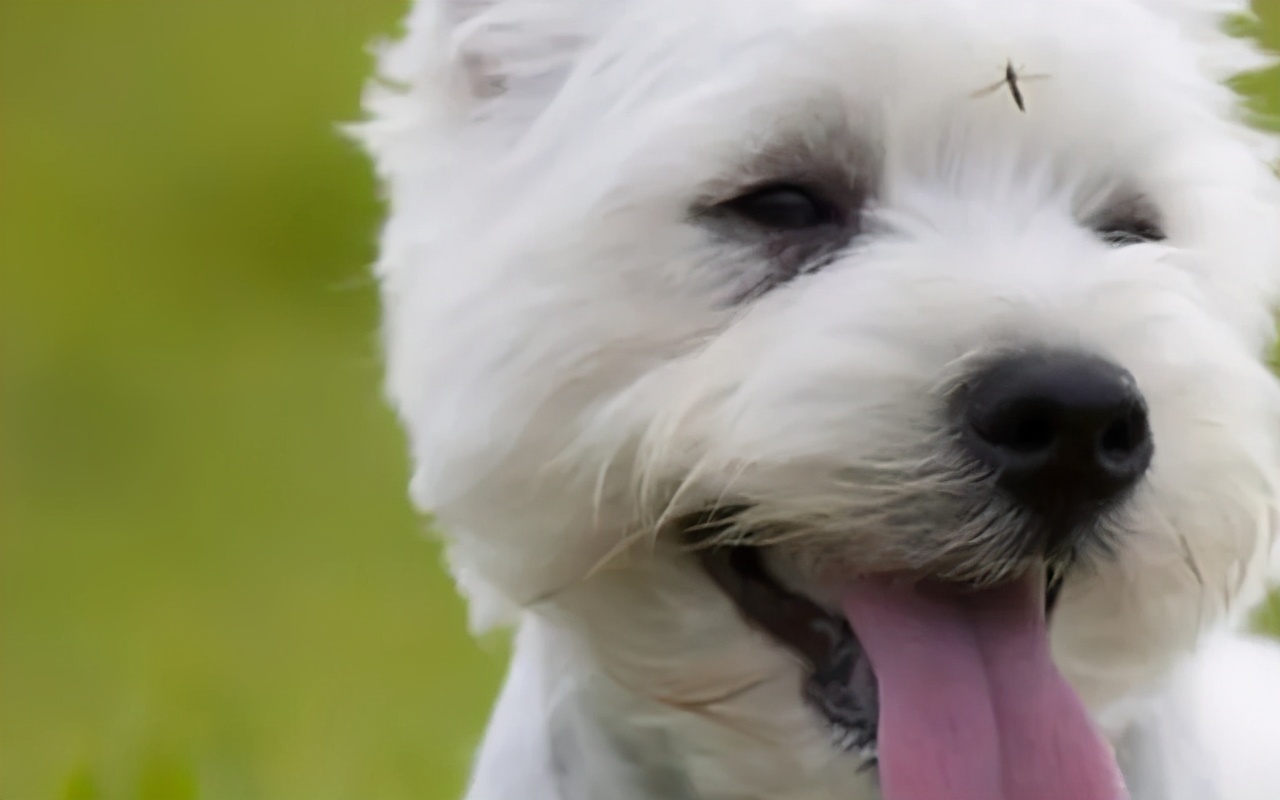 夏天蚊子多怎么给狗驱蚊,宠物用什么方法预防蚊子