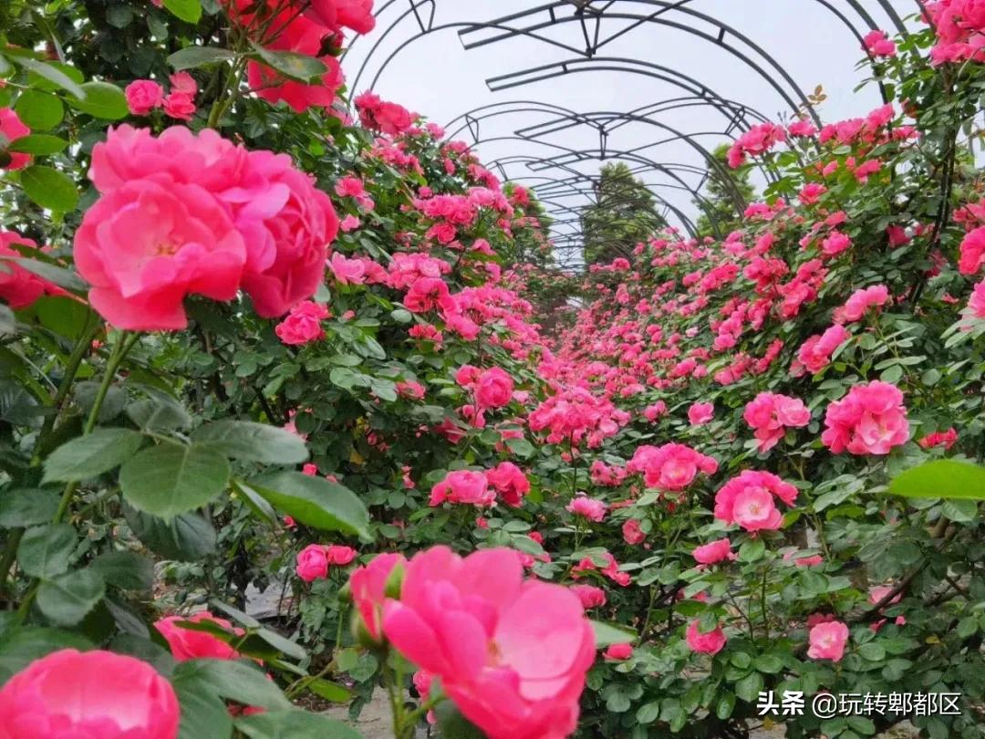 郫都区最美的花海,成都郫都花乡玫瑰开放了吗
