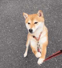 柴犬狗狗真的是通人性的,狗狗柴犬有多可爱呢