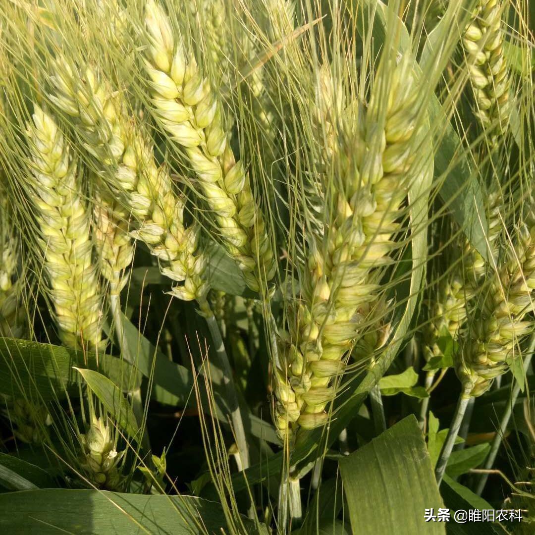 小麦品种强筋,最新强筋小麦种植