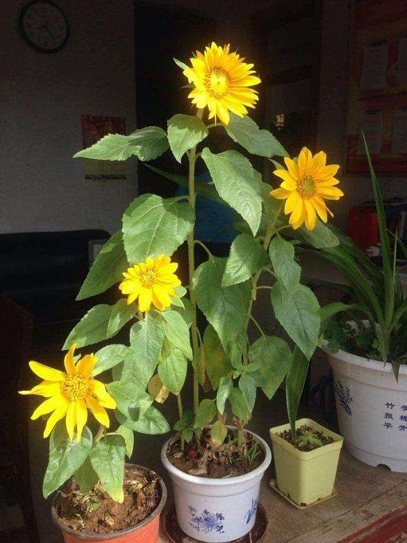 盆栽向日葵长多高时开花,怎么让向日葵长得比较矮就开花