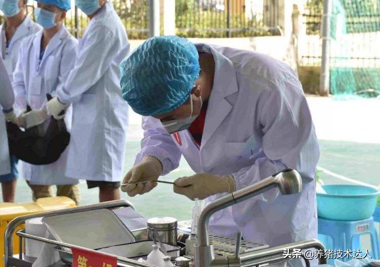 新手养猪养几头母猪合适,养猪大户怎么养殖的视频