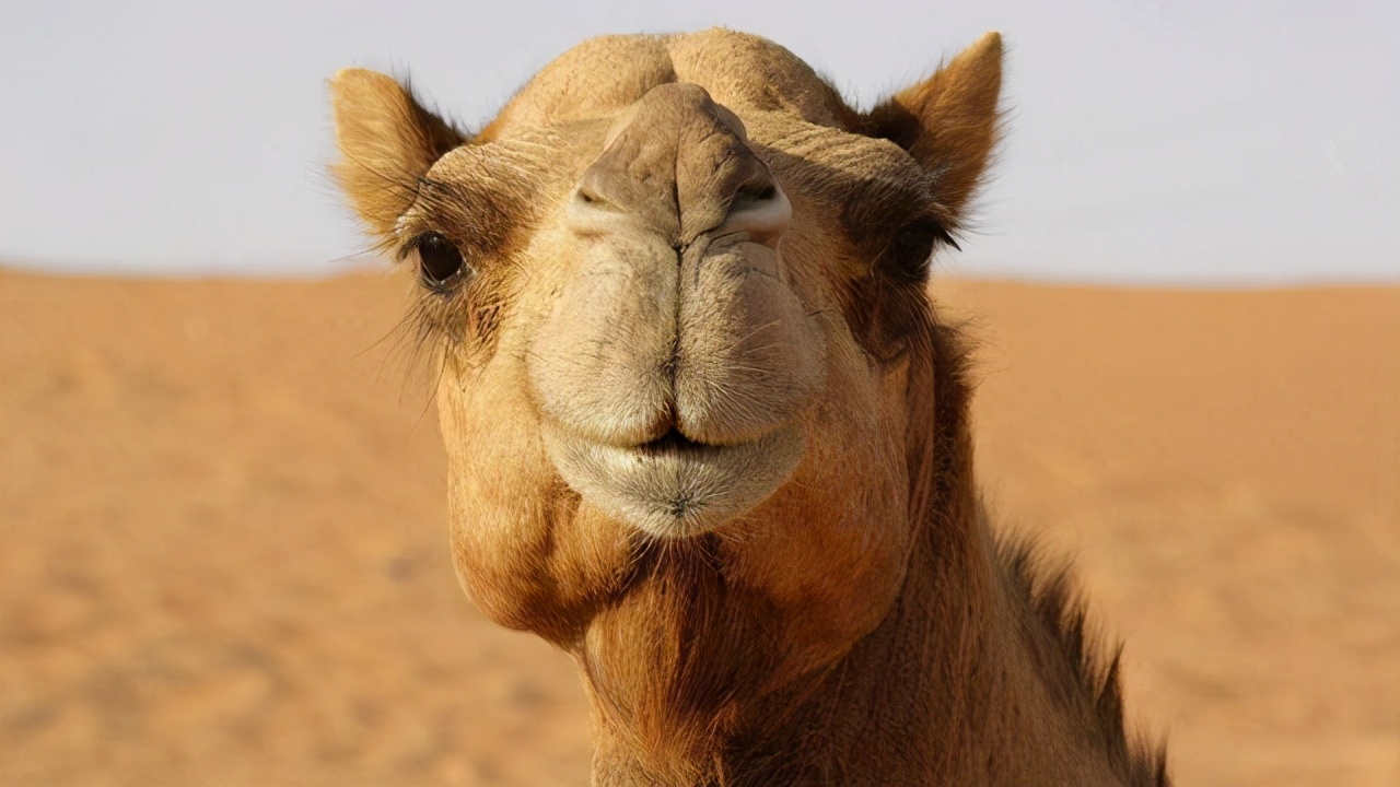 迪拜土豪经常吃的早餐与零食,迪拜土豪日常食物