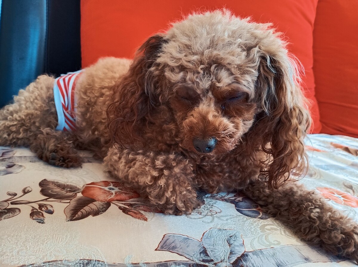 你知道如何给狗狗挤肛门腺吗？不挤的坏处又有哪些？