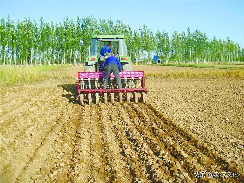 小麦如何判断弱苗壮苗和旺苗,小麦弱苗最佳补救方法