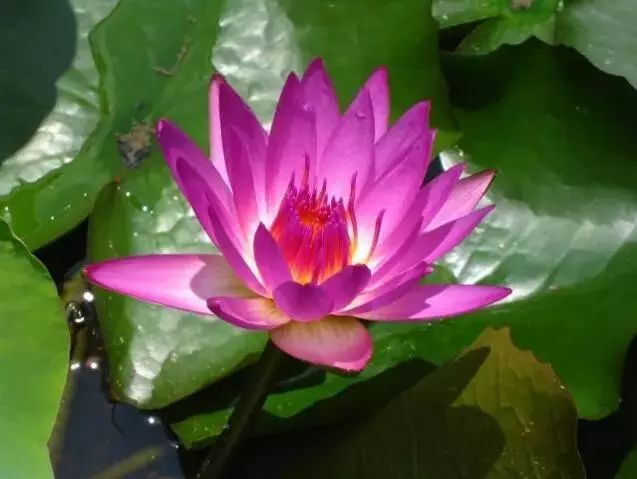 这才是世界上最贵的花卉,十大名贵花卉家养