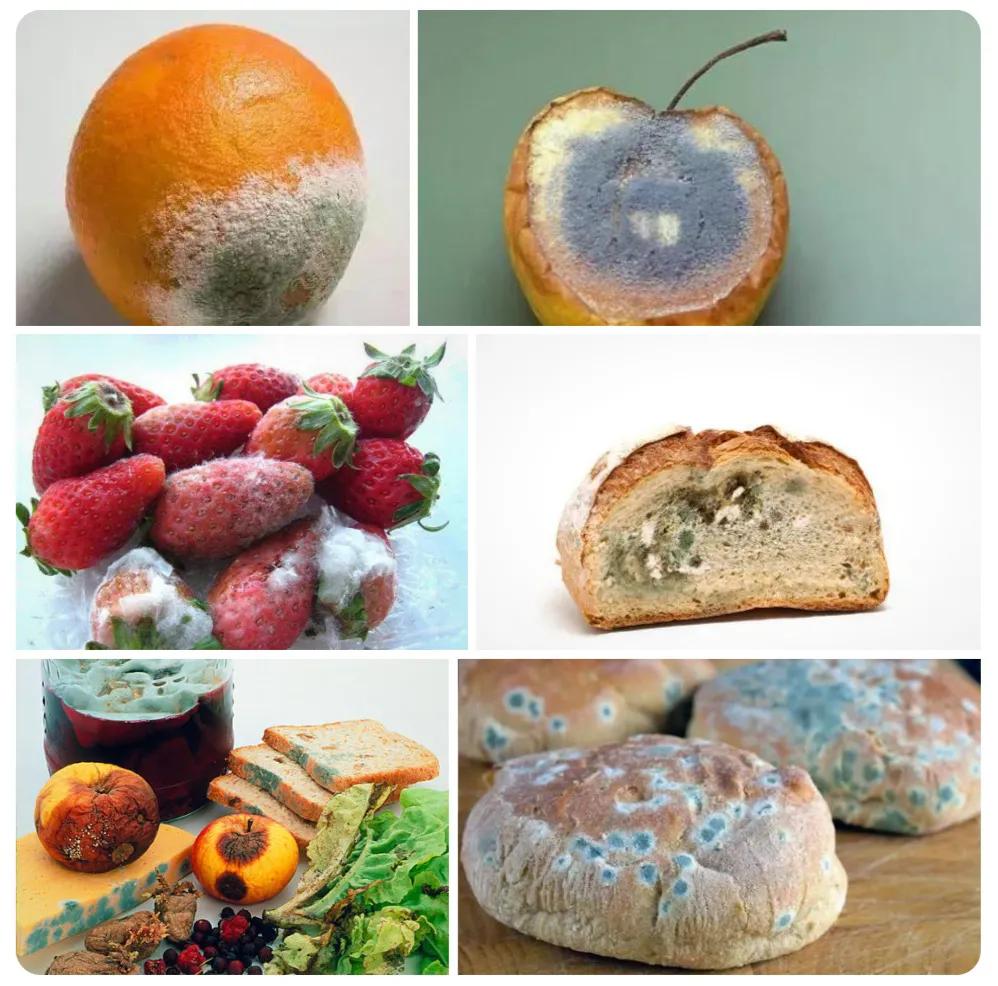 真菌小知识,关于真菌的认知