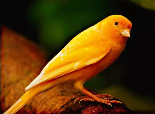 金丝雀鸟品种大全,金丝雀鸟图片及鸣叫