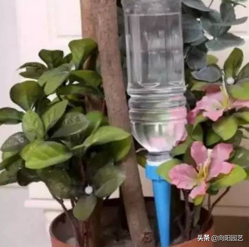 出差自制浇水神器,出外旅游自制浇花神器