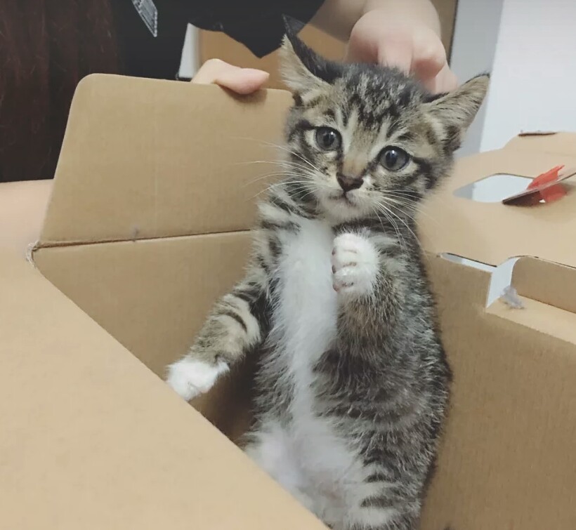 哪种田园猫最值得养,很多人对中华田园犬有些误解