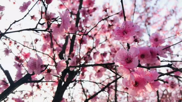 重庆春日踏青哪里好玩,重庆游玩攻略春天赏花