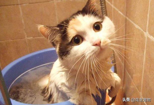 猫咪要经常洗澡保持干净吗,猫咪还不能洗澡时该怎么给它清洁