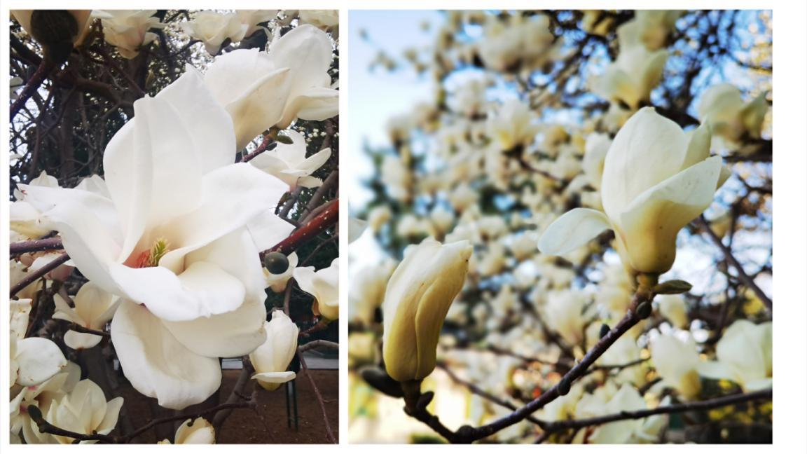 北京的园子有哪些,记忆中的老北京公园