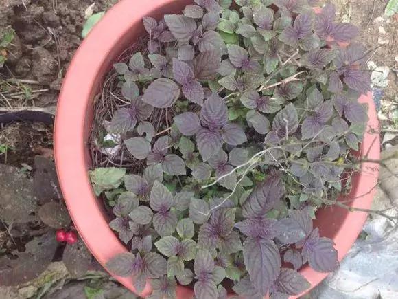 春天养一盆草花,养这4种花放松安神能睡更香