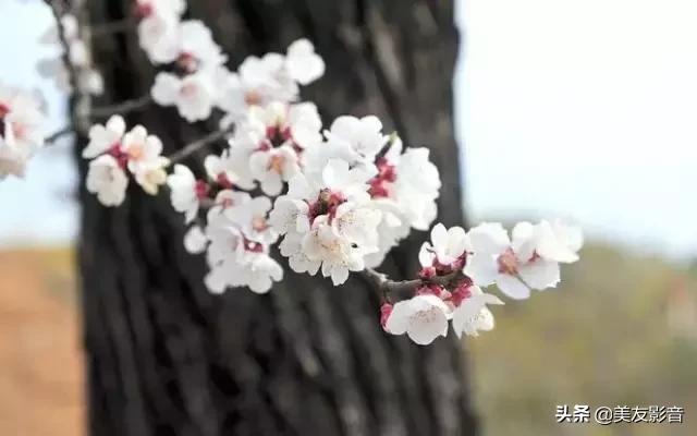古诗词中的春天珍藏版,古诗词里的春天合集