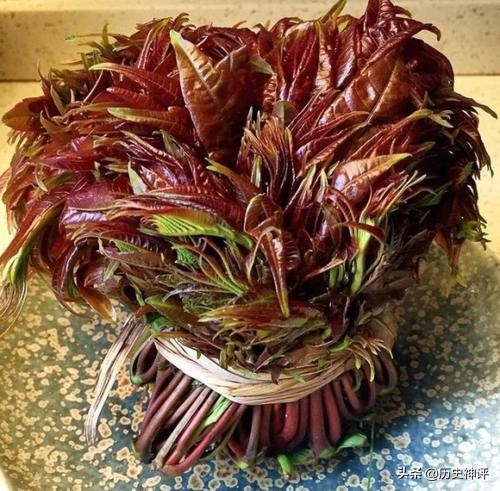 香椿长过屋的说法,香椿过屋是什么预兆