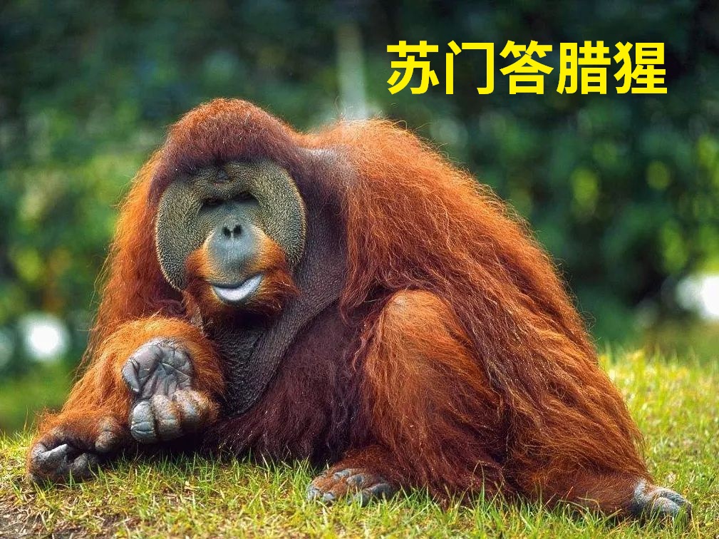 动物大猩猩深度解析,人科动物图谱