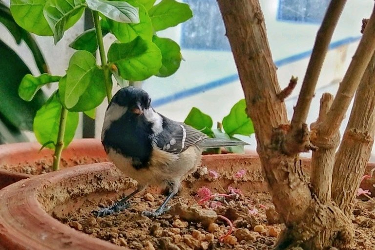 为什么养贝子鸟的多,冬季养贝子鸟的经验