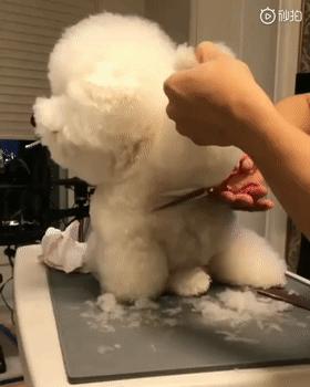 比熊这朵棉花糖，圆圆白白胖胖，是我的初恋情狗没错了