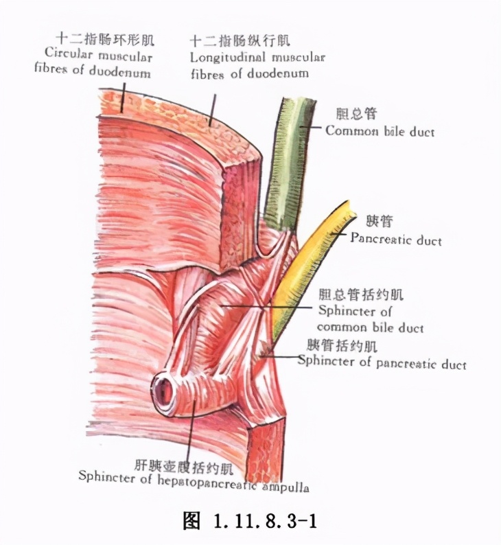 胆囊切除术后肚子胀气是怎么回事,胆囊切除术后综合症忌吃什么药