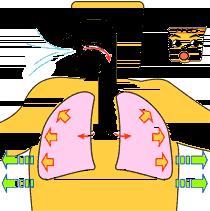 腹式呼吸法完整版跟练,逆腹式呼吸法图解