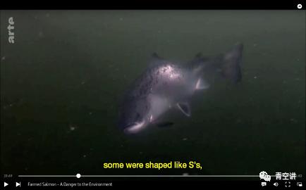 为什么瑞典人不吃挪威产的三文鱼?