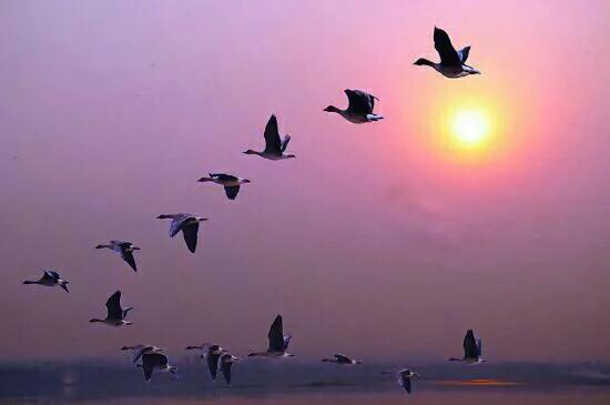 大雁属于杂食性的水禽,大雁最大品种