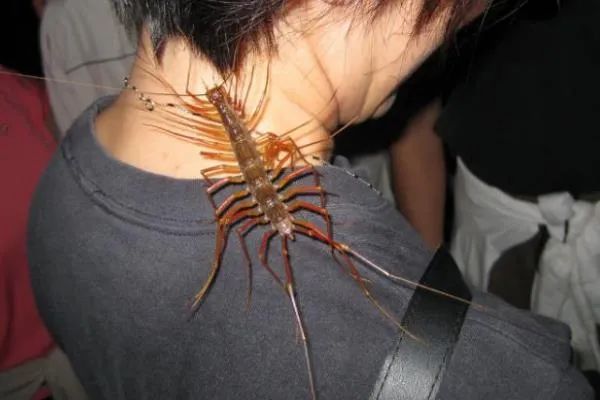 在南方大蜈蚣面前,南方大蟑螂简直不堪一提