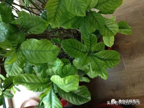 给花浇苹果醋,用醋浇花叶子发黄怎么办