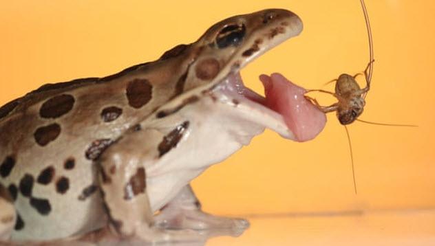 唾液是什么冷知识,关于唾液腺的知识点