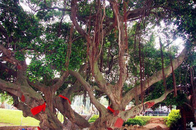 榕树种在屋前屋后有什么影响,房前有榕树好吗
