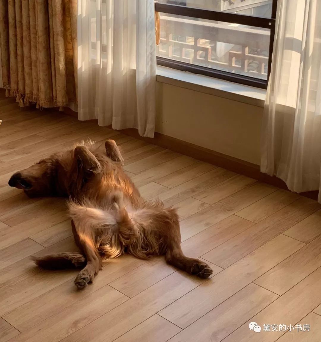 大金毛吞了一块抹布七天不吃东西,金毛吞了一个塑料球