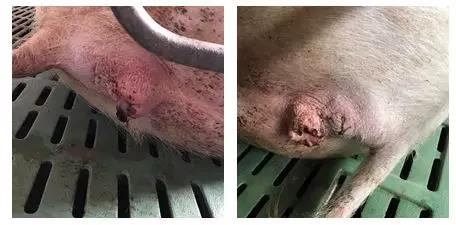 断奶母猪不发情最有效治疗方案,断奶母猪不吃食是什么原因