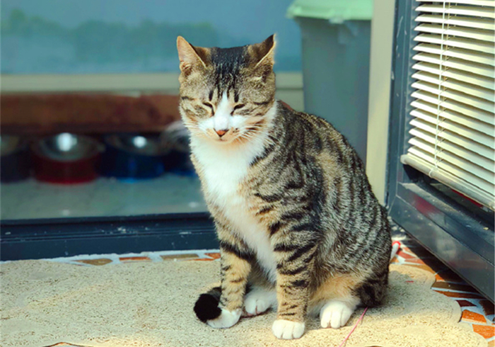 辟谣猫咪真的没有九条命,猫咪喝水喝少了会怎么样