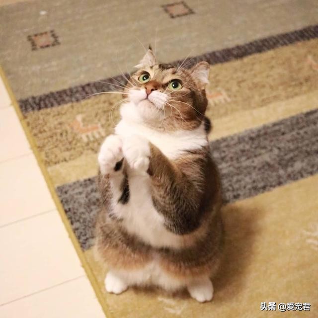 如何克服猫咪的紧张情绪,关于猫咪应激铲屎官应该了解一下