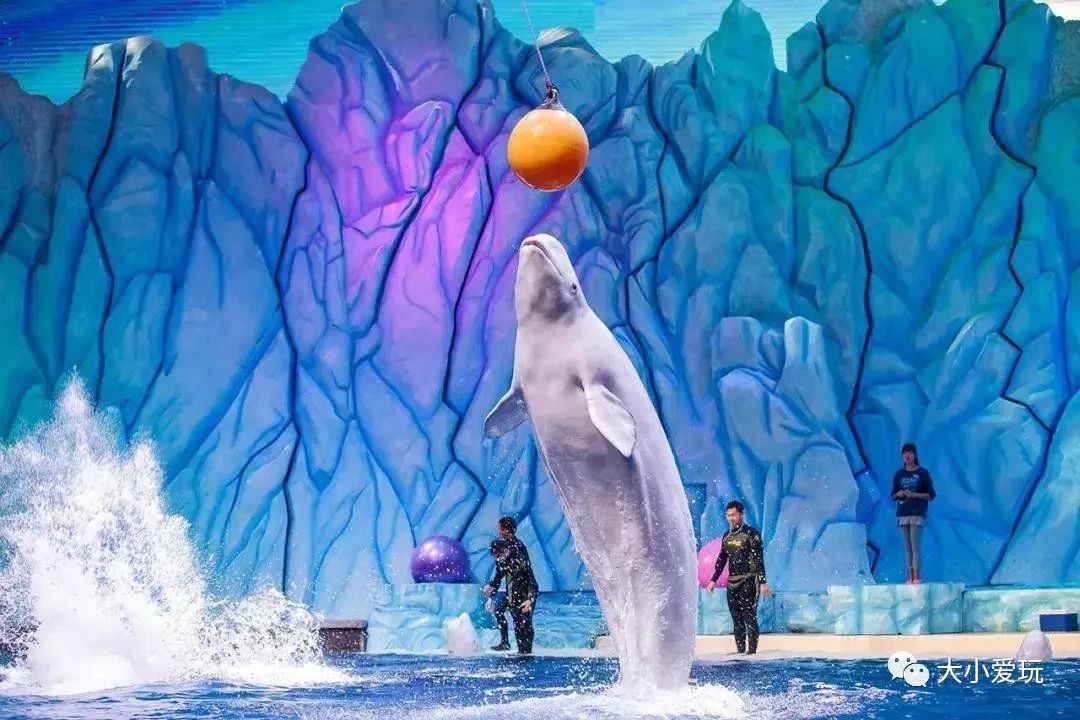 黄金周不用做攻略,这个海洋+科技的超大主题乐园,全家人都尽兴