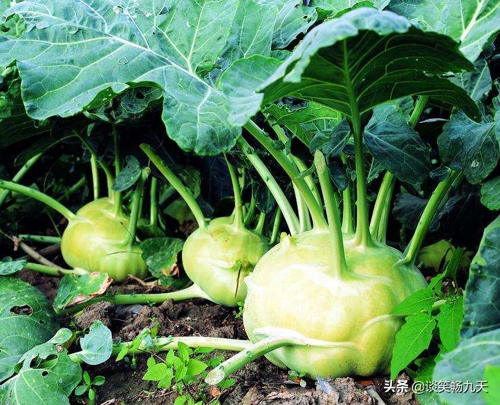 《诗经》精选之《谷风》:宴尔新昏,以我御穷,妻子对渣男的泣诉